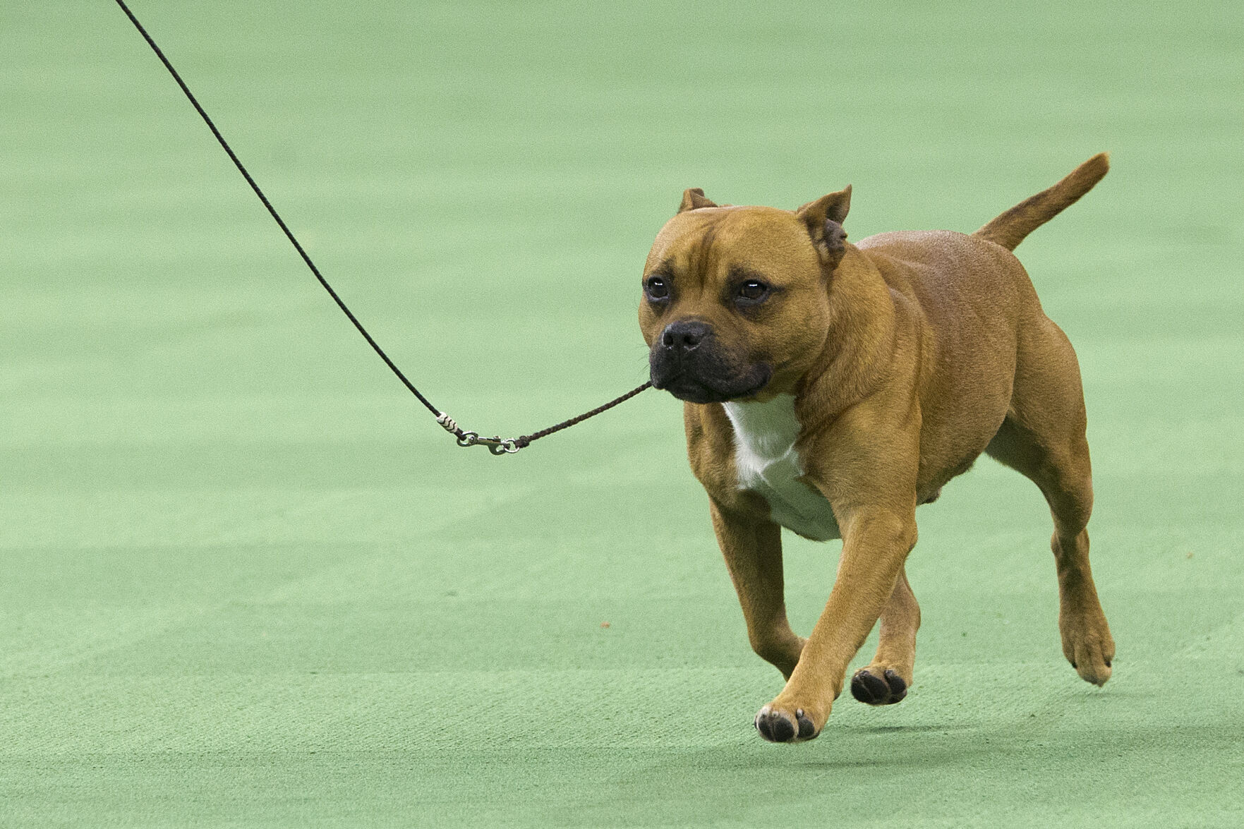 Dog Show